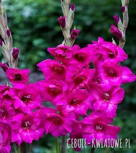 Gladiolus-Mieczyk Kazimir 5 szt - achizitii 2016