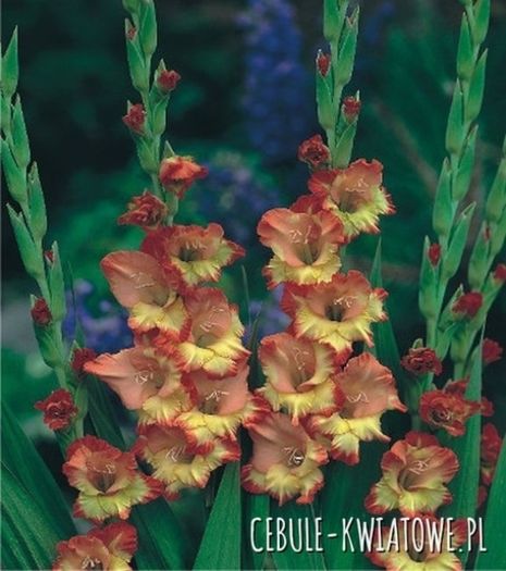 Gladiolus-Mieczyk Princess Margaret Rose 5 szt - achizitii 2016
