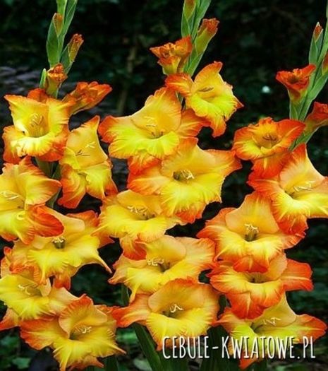 Gladiolus-Mieczyk Sunshine 5 szt.
