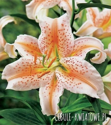 Lilia Orientalna Salmon Stargazer 1 szt.