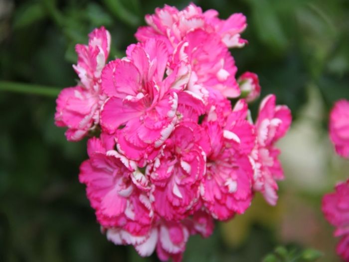 344_cerise_carnation_pelargonia_5162