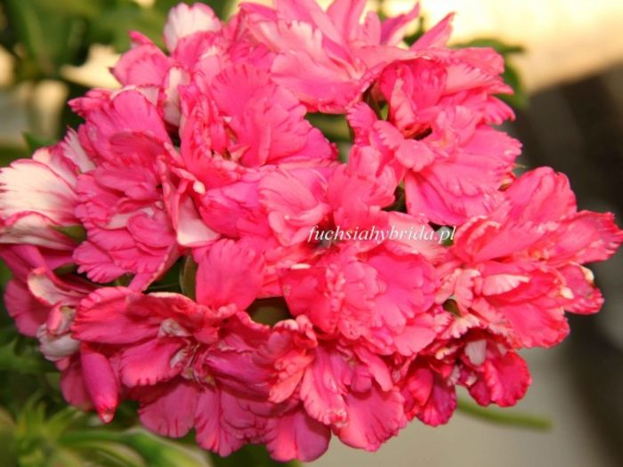 pelargonia_pink_carnation