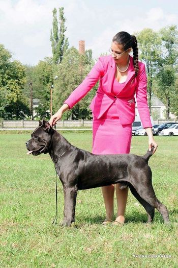 12003227_1693630967538230_335924255935874352_n - De vanzare mascul CANE CORSO