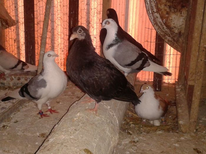 primul pui corb pe 2016