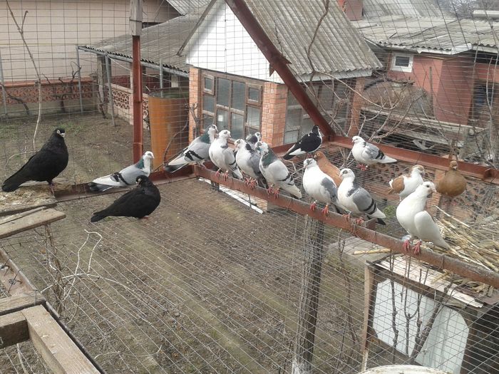 o parte din galatenii din matca,restul sunt la datorie in voliera pe cuibare