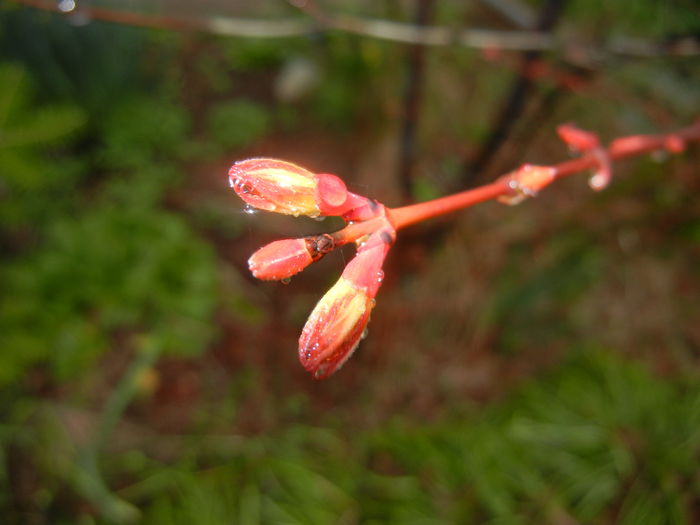 Acer palmatum Katsura (2016, March 09)