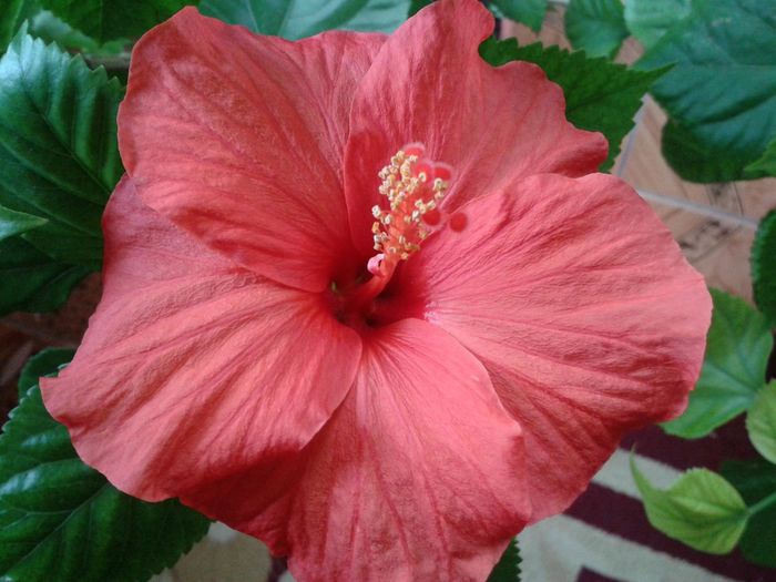 12059977_991503610922415_1984666618_o - floricele ingrijite de mama