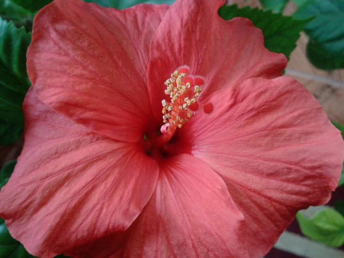 12207502_991503607589082_2001558182_o - floricele ingrijite de mama