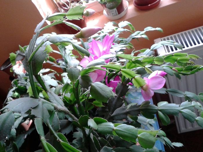 12349459_991503614255748_1139205868_o - floricele ingrijite de mama