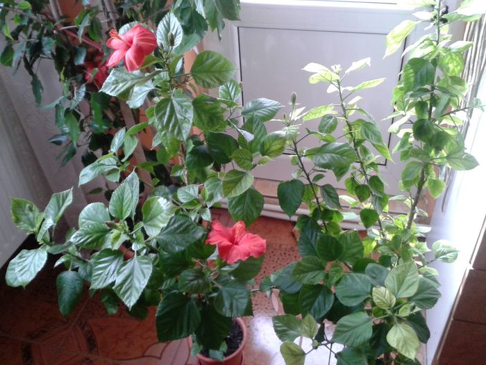 12380635_991504020922374_1831894113_o - floricele ingrijite de mama