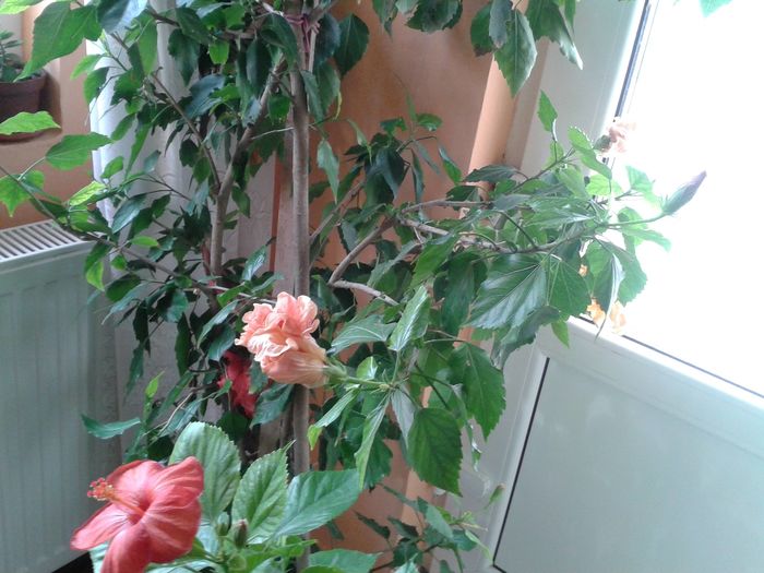 12722512_991503990922377_1371308134_o - floricele ingrijite de mama