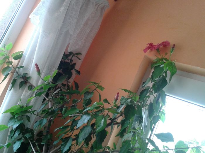 12837240_991503977589045_27097229_o - floricele ingrijite de mama