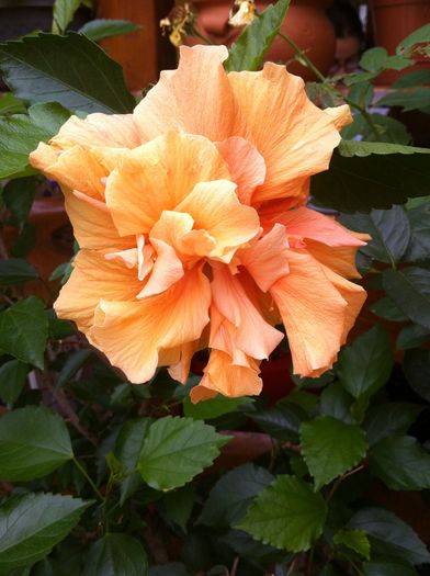clasic apricot - hibiscus