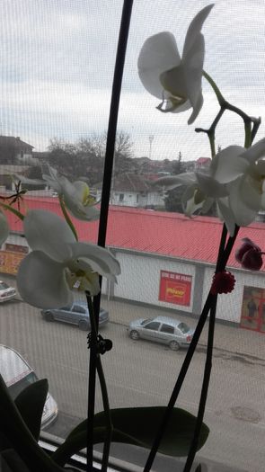 20160310_161423 - 2016