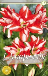 amaryllis-exotic-peacock - 2016 bulbi