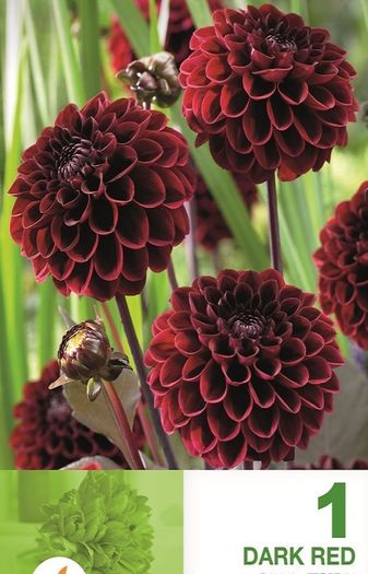 pompon-dark-red