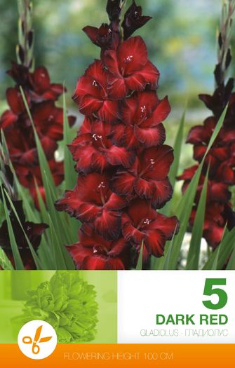 gladiolus-dark-red - 2016 bulbi