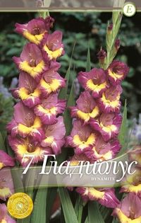 gladiolus-dynamite