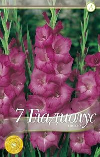 gladiolus-fidelio - 2016 bulbi