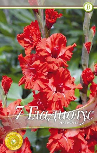 gladiolus-fire-ruffle - 2016 bulbi