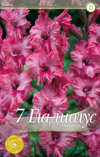 gladiolus-kingston - 2016 bulbi