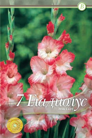 gladiolus-pinklady - 2016 bulbi