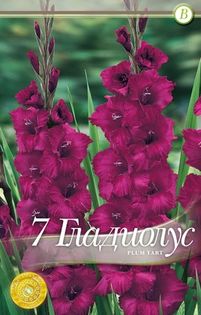 gladiolus-plum-tart