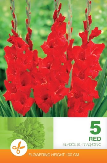 gladiolus-red - 2016 bulbi