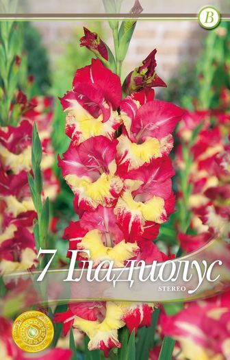 gladiolus-stereo