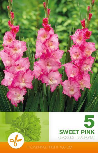 gladiolus-sweet-pink - 2016 bulbi
