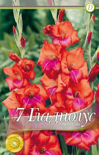 gladiolus-tricolore - 2016 bulbi