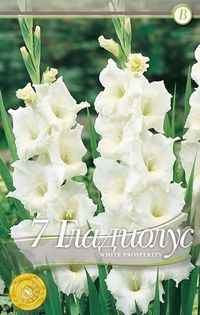 gladiolus-white-prosperity - 2016 bulbi