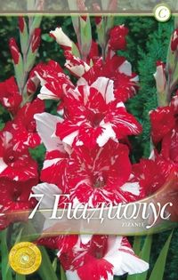 gladiolus-zizanie - 2016 bulbi