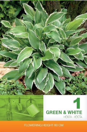 hosta-green-white