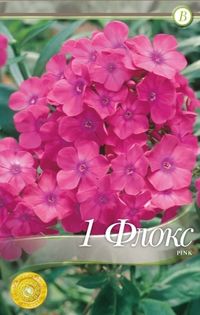 phlox-paniculata-Pink - 2016 bulbi