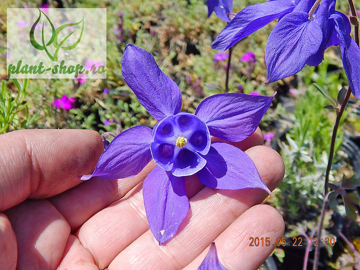 Aquilegia-alpina-Blue - 2015 momente