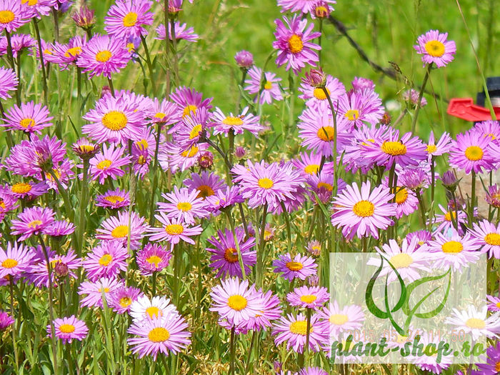 Aster-alpinus-HappyEnd - 2015 momente