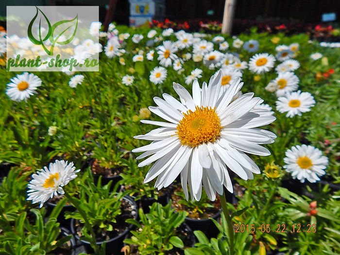 Aster-alpinus-White - 2015 momente