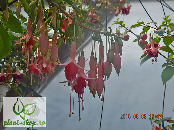 Fuchsia-Anita-1