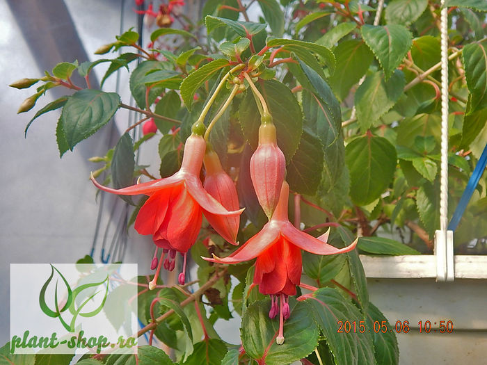 Fuchsia-Dancing-Flame - 2015 momente