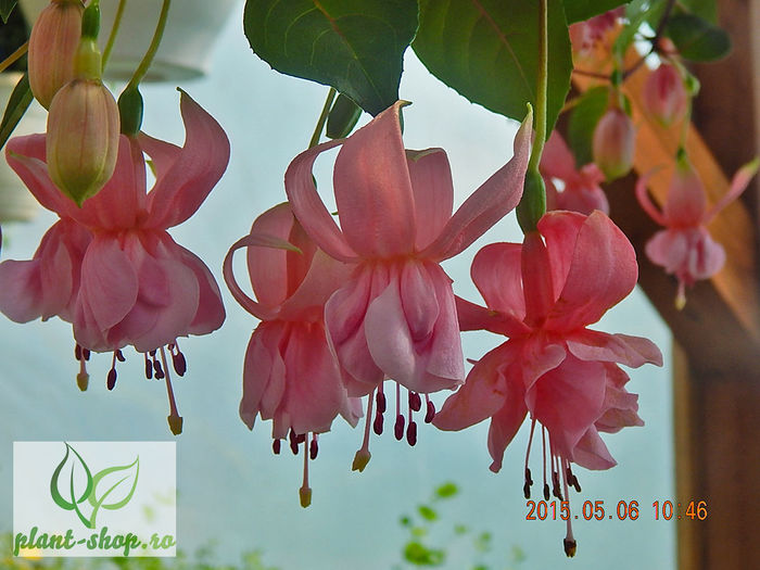 Fuchsia-Pink-Galore-1 - 2015 momente