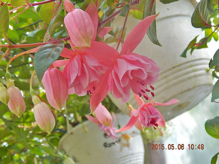 Fuchsia-Pink-Galore-2 - 2015 momente