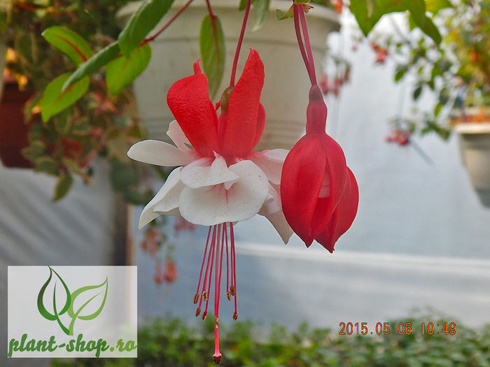 Fuchsia-Swingtime-1 - 2015 momente