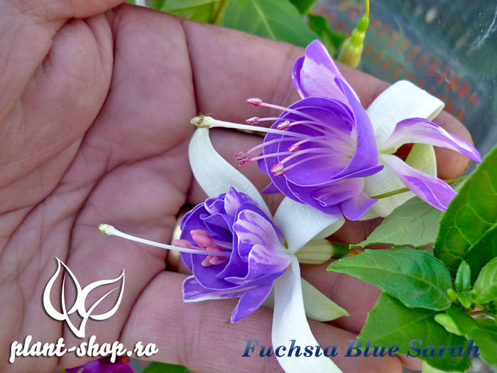 Fuchsia-Blue-Sarah