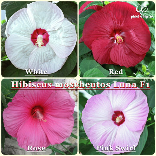Hibiscus_moscheutos_Luna_mixed - 2015 momente