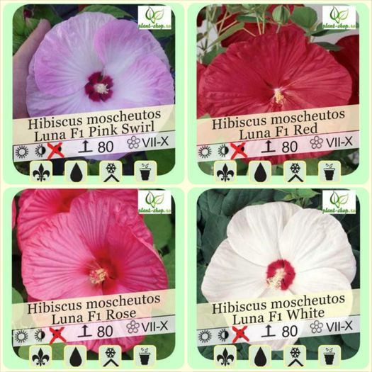Hibiscus-moscheutos-Luna-mix-pack