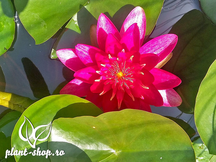 Lotus-1 - 2015 momente