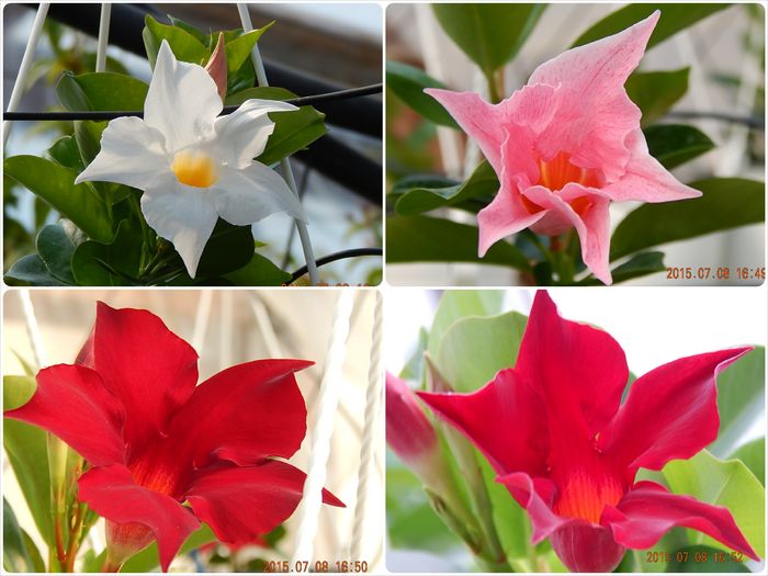 Mandevilla-mix-1 - 2015 momente