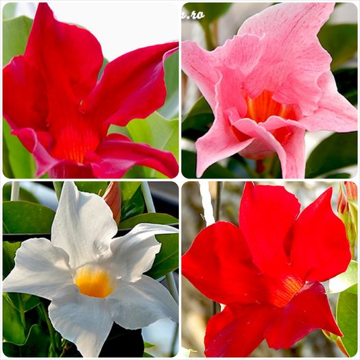 Mandevilla-Sundaville-Burgundy-1_Fotor_Collage