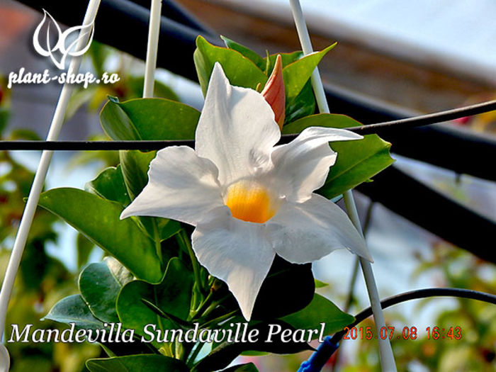 Mandevilla-Sundaville-Pearl-1